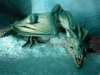 This is a Frost Dragon In Cave